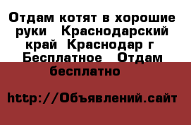 Отдам котят в хорошие руки - Краснодарский край, Краснодар г. Бесплатное » Отдам бесплатно   